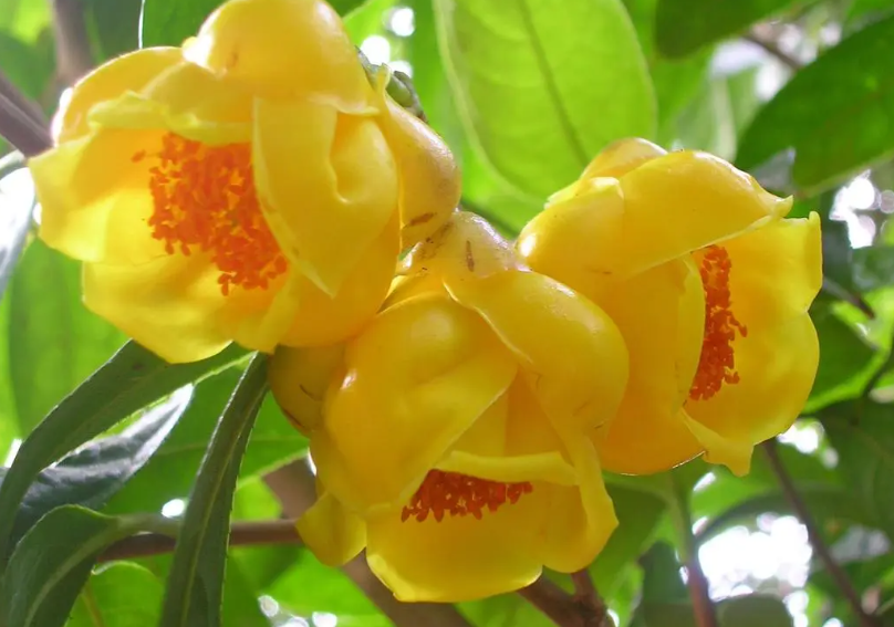 四季香茶花的养殖方法