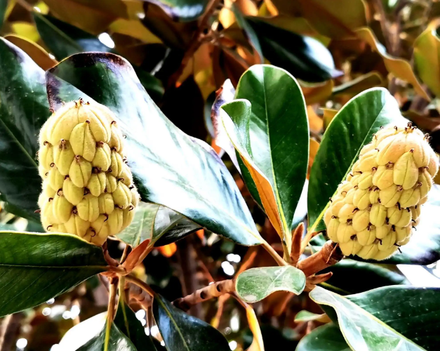 广玉兰树的果实的特点