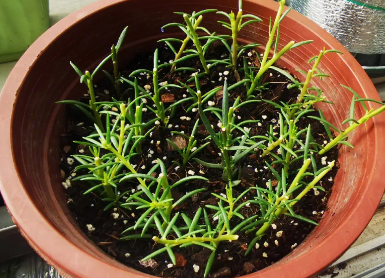 怎么在夏天扦插太阳花