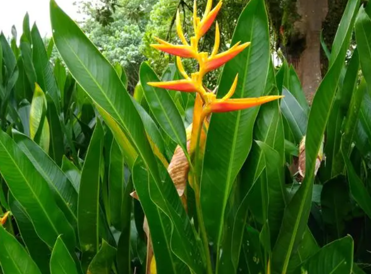 夏威夷花卉适合家养吗