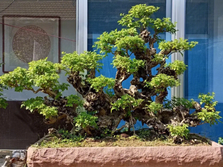 黄荆树桩盆景怎样栽种