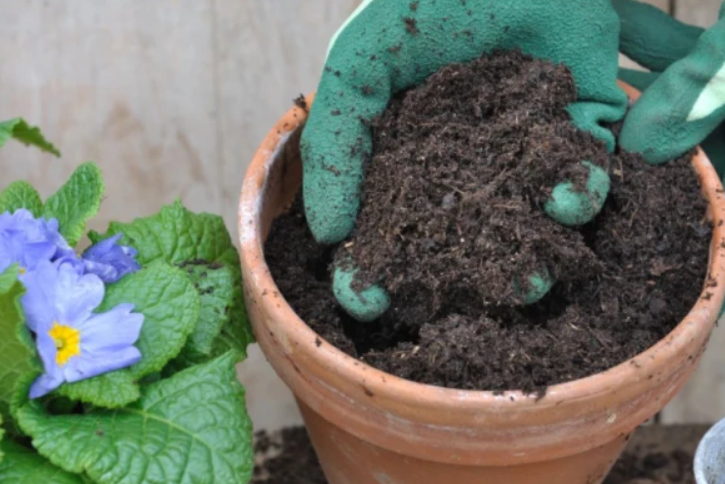 油渣养花要怎么用