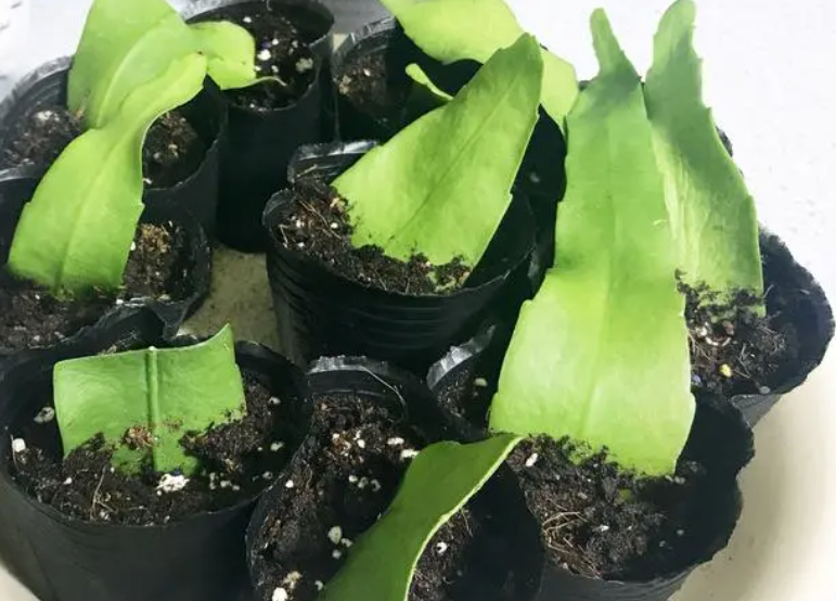 扦插昙花用什么土好