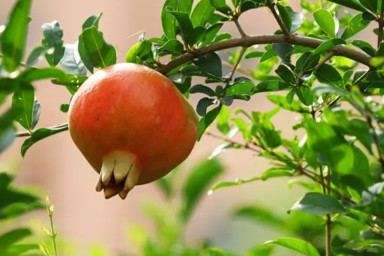 石榴树截干后如何催芽