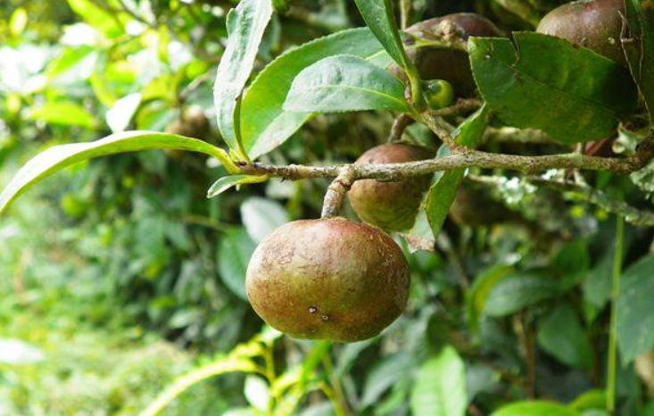 茶树果什么时候可以摘