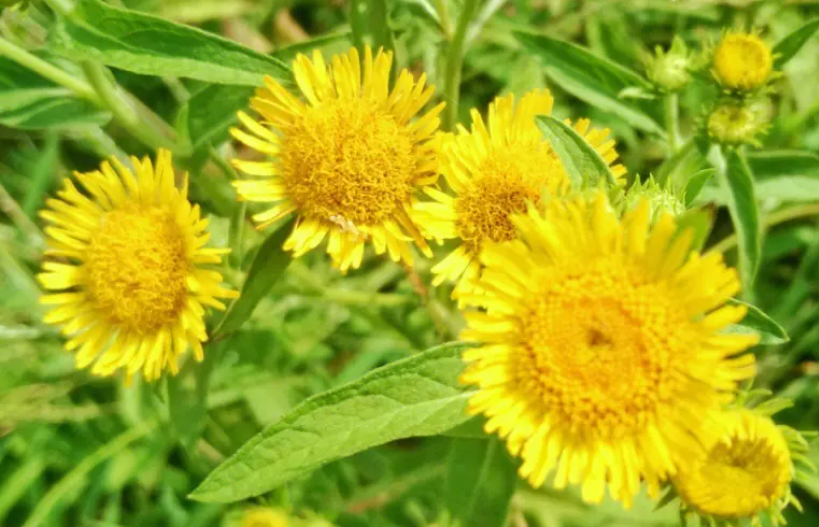 旋覆花伤气还是补气