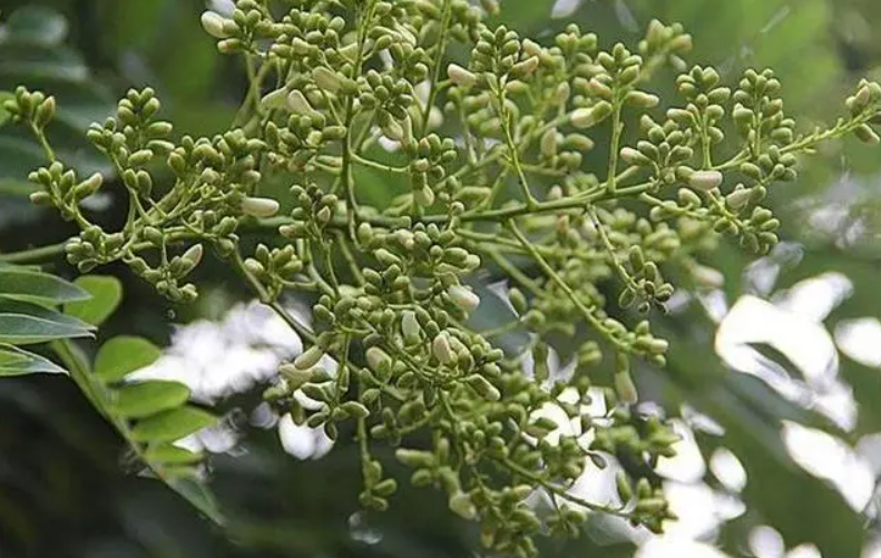 槐米树如何管理才能开花