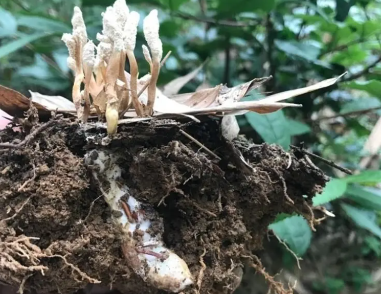 野生金蝉花哪个地方最多