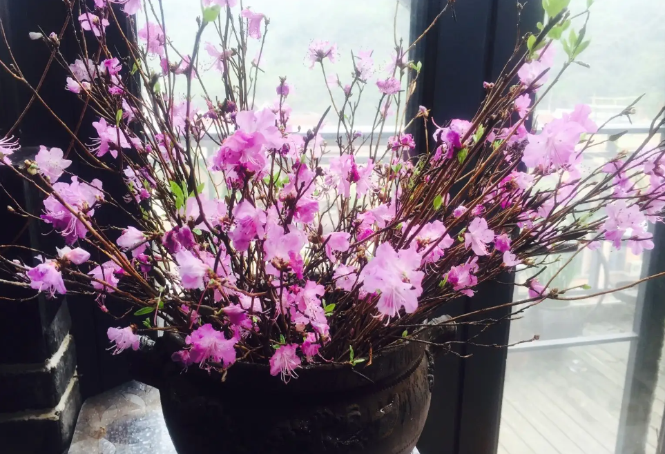 杜鹃花水插多久可以活