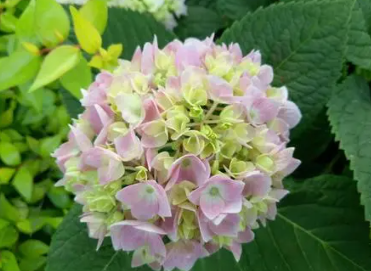 八仙花啥时候插剪好活