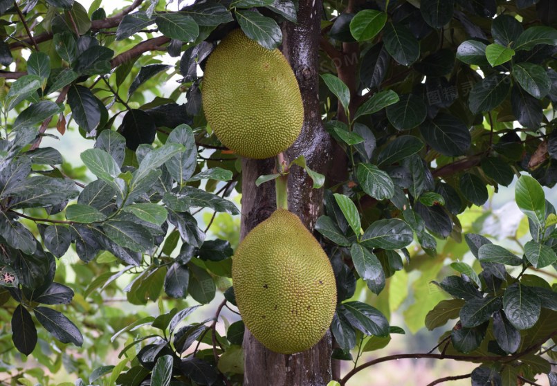 菠萝蜜树适合在什么地方种