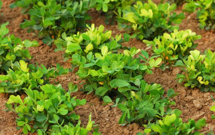 水养花生怎样水培