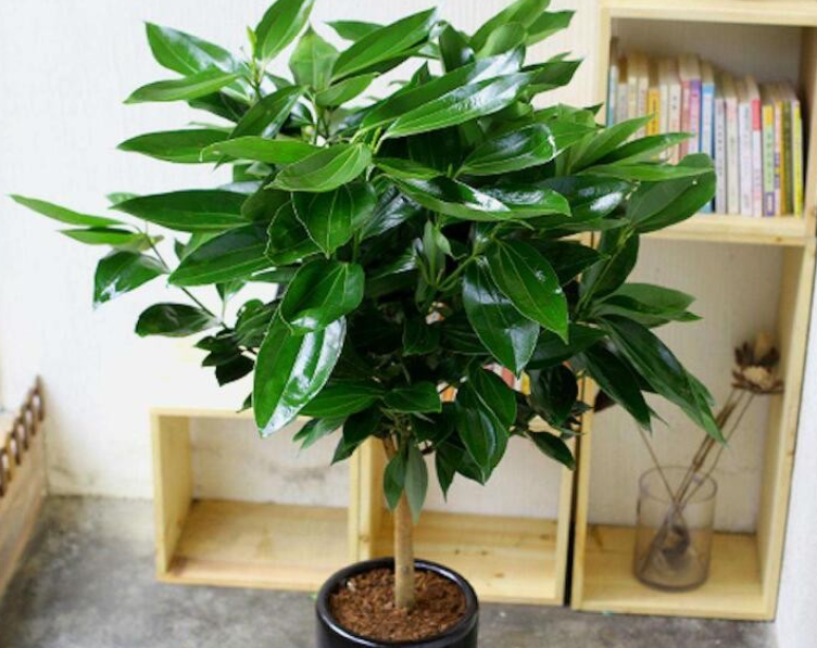 平安树怕冷吗冬天