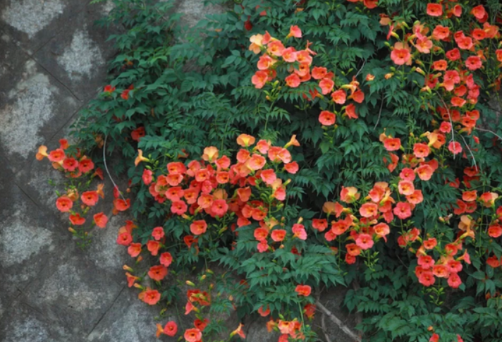 凌霄花需要阳光吗