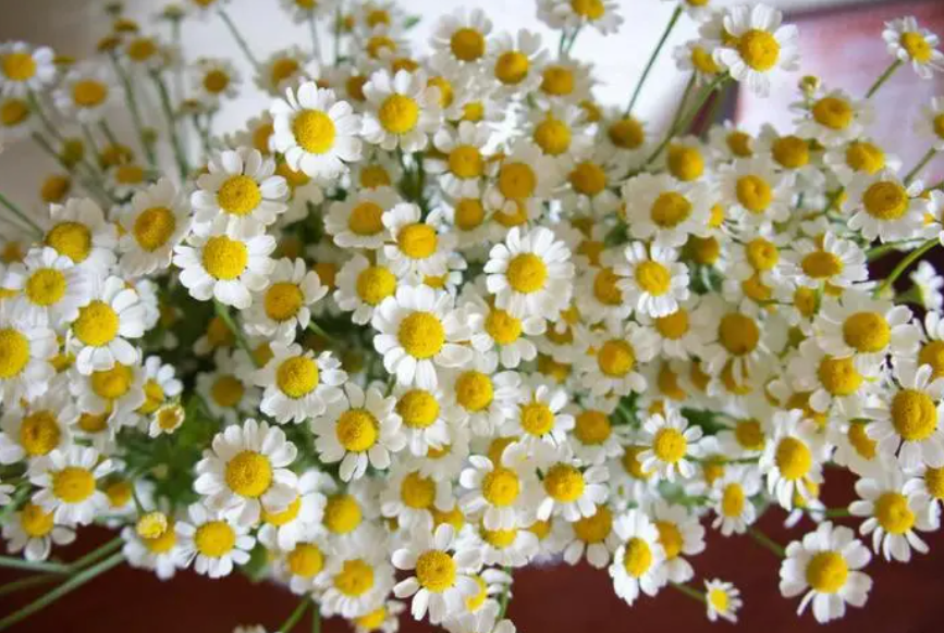 洋甘菊怎么修剪插花