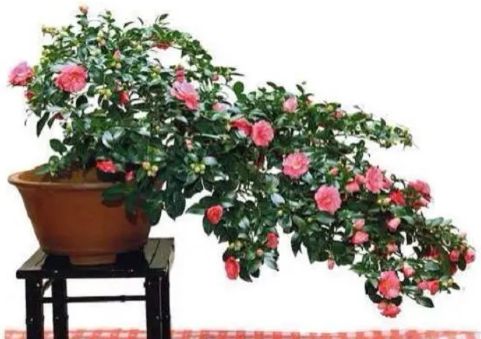 福建茶花盆景的养法