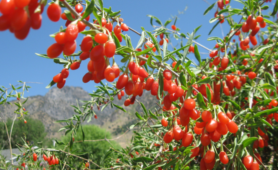 枸杞树怎么种植方法