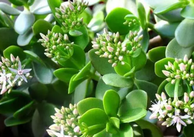 老桩玉树换盆根系处理