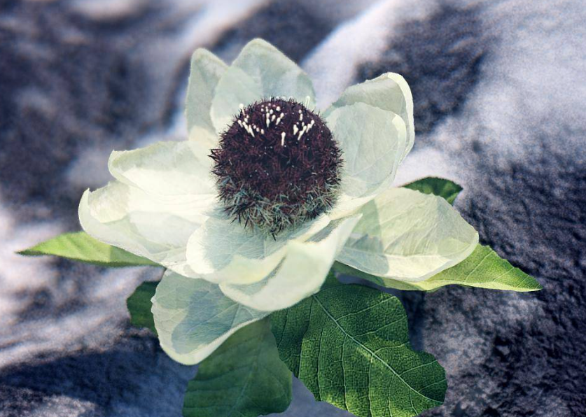 雪莲花在什么地方生长