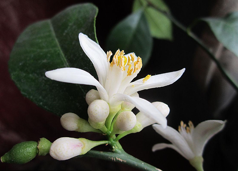 柠檬保花保果用什么药