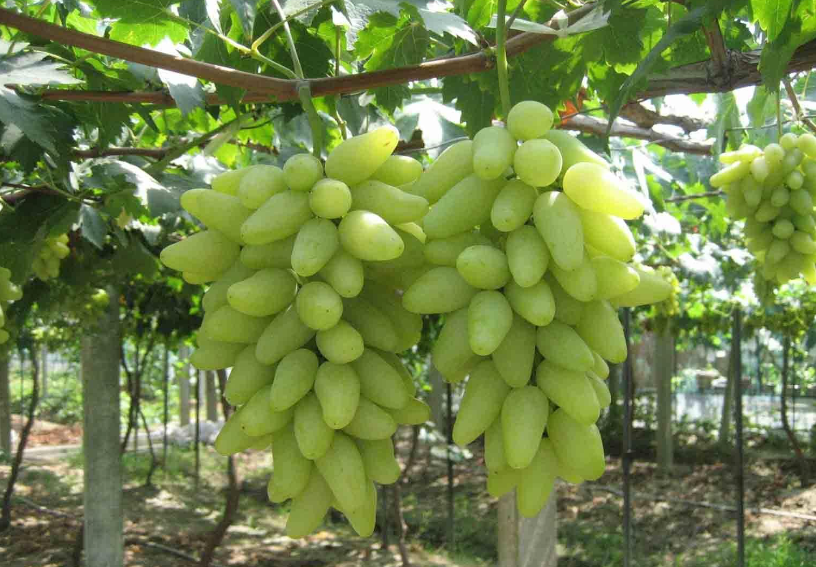 金手指葡萄树苗哪里有