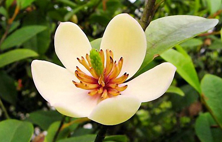 含笑花用浅盆还是深盆