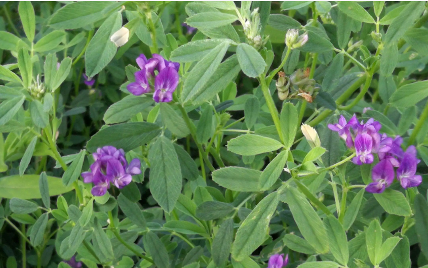 紫花苜蓿栽培技术