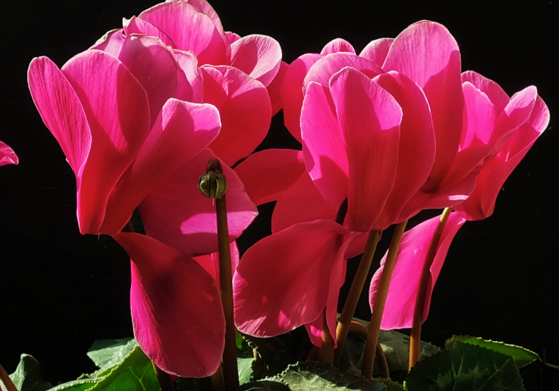 仙客来的花语含义