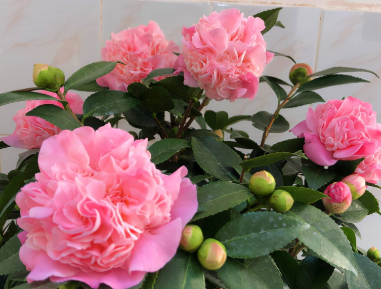 香妃茶花北方家庭养殖方法