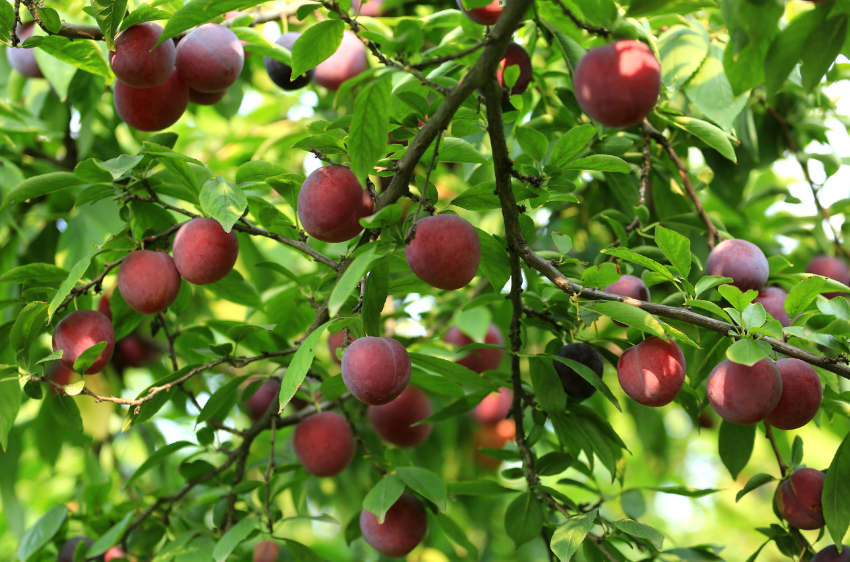 李子树种门前好吗