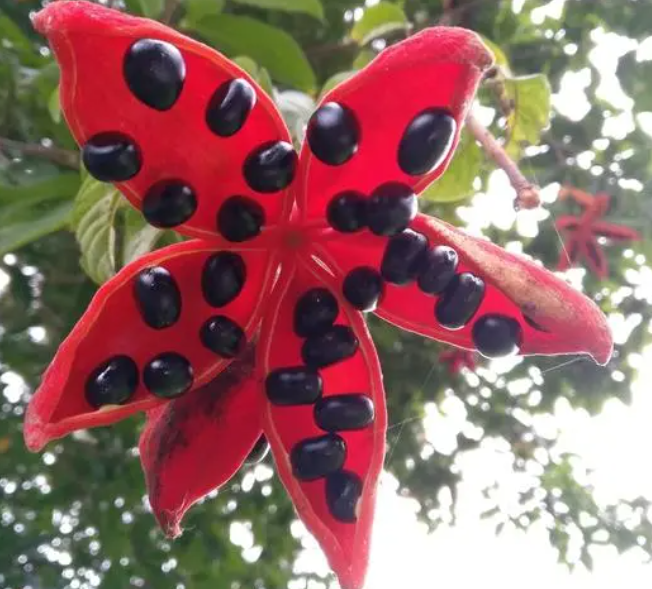 凤眼果树苗多少钱一株