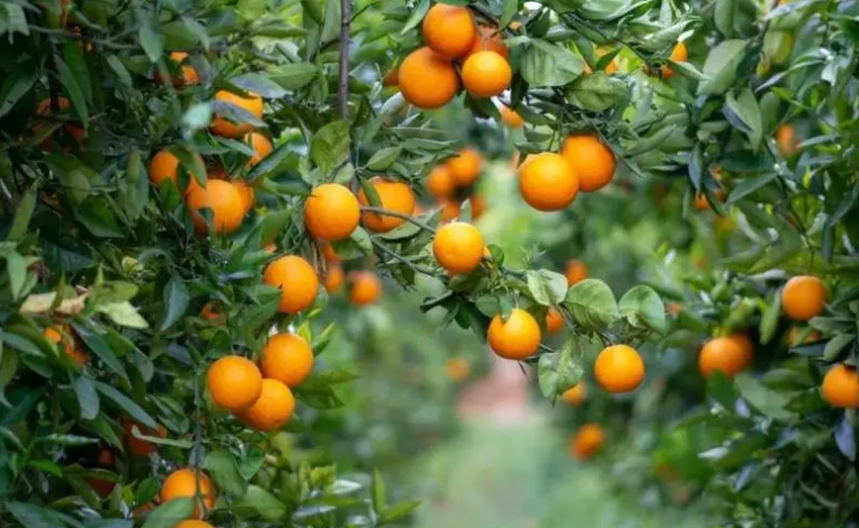 嫁接柑橘树如何选枝条