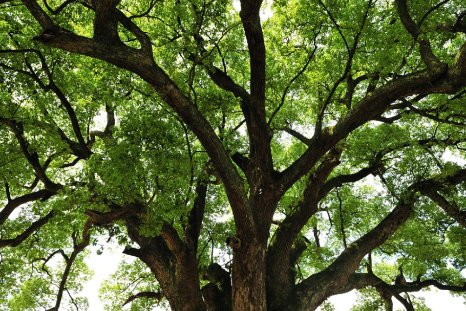 香樟树皮养兰花行吗