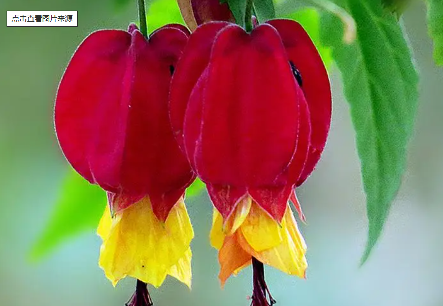 灯笼花的土壤配制