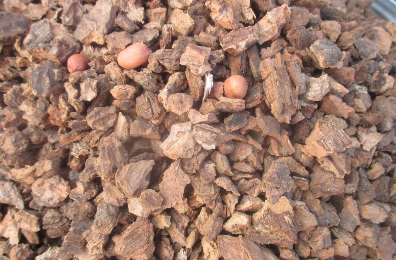 栎树皮对兰花的作用