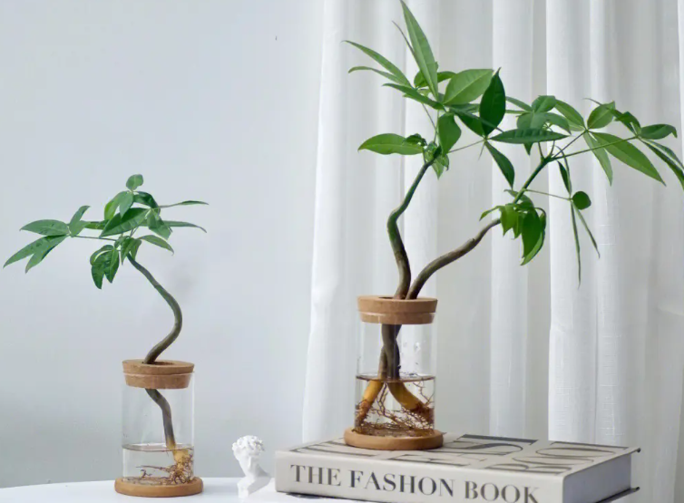 我们的水培发财树可以用土来养吗