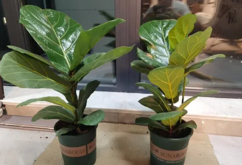 琴叶榕的树杆怎么变粗