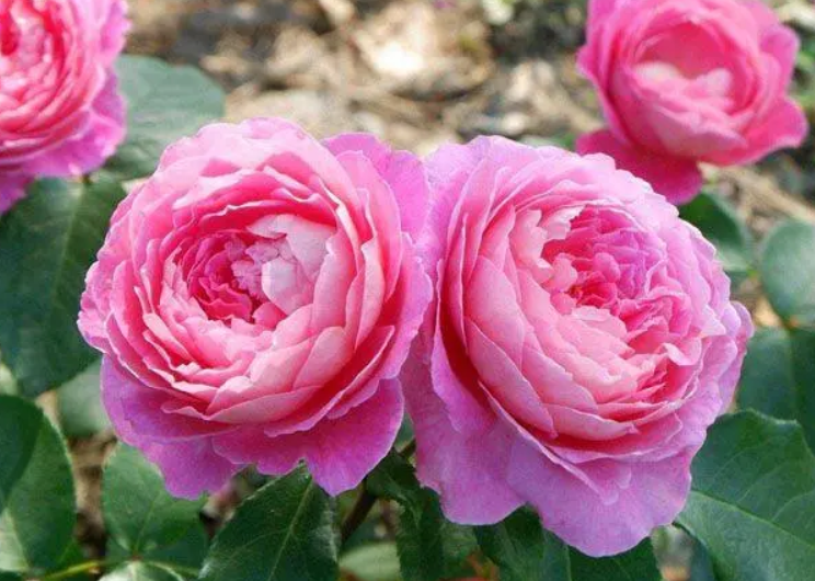 花宫娜月季的花语含义