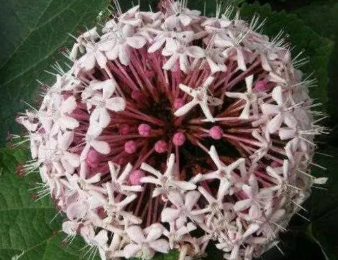 臭球花对人的哪些危害