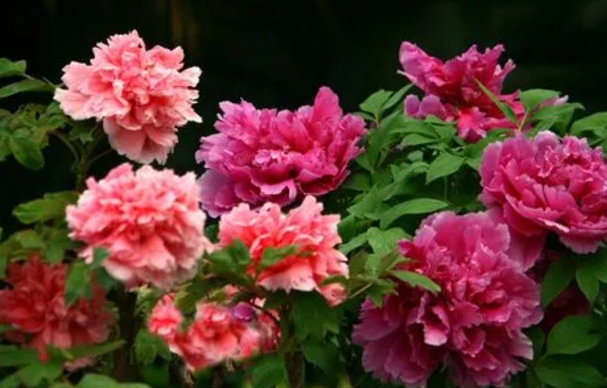 花开富贵的养殖方法和注意事项