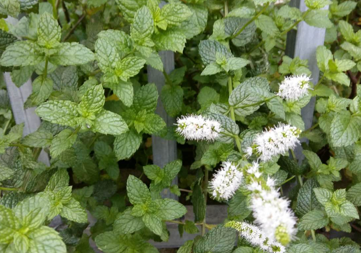 薄荷开花后怎么收集种子