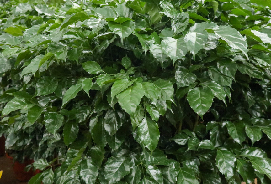 绿宝树怕浇多水吗