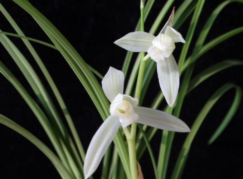 白雪公主兰花是什么品种