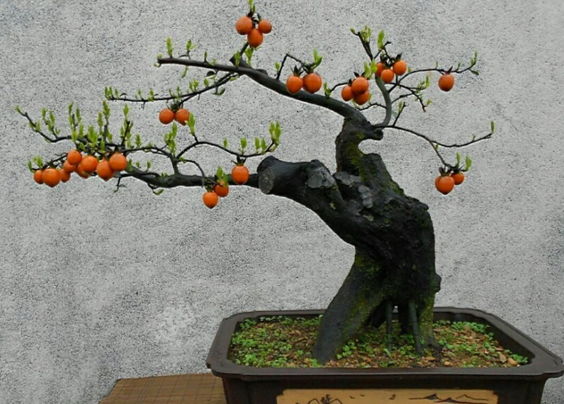 金弹子为什么不开花结果