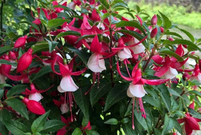 倒挂金钟花的养殖方法