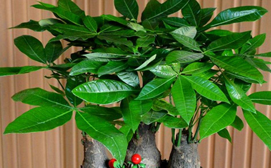 给发财树施肥的方法