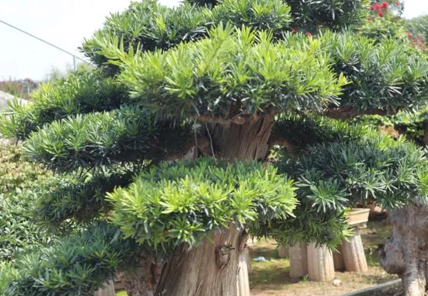 罗汉松树怎么修剪