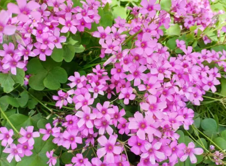 酢浆花什么时候开花