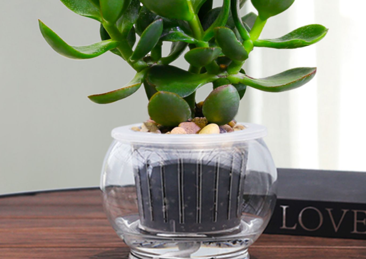 玉树水培要换水吗