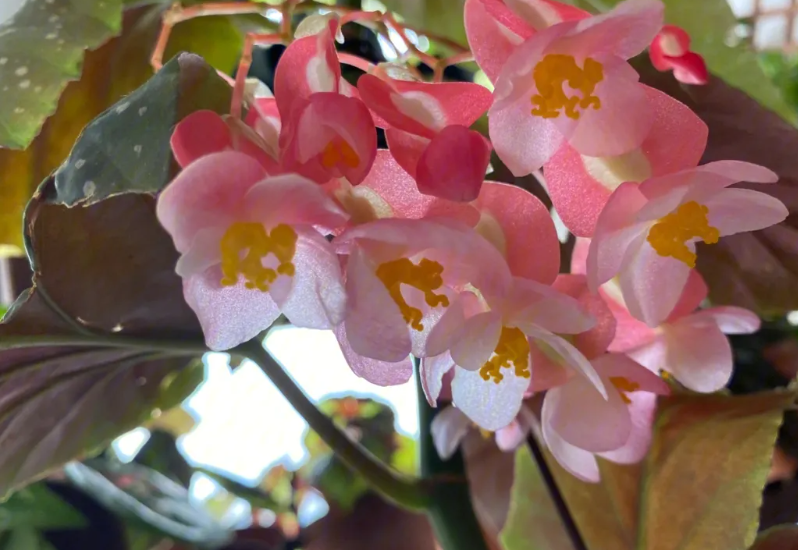 竹节海棠花爆盆爱开花的方法